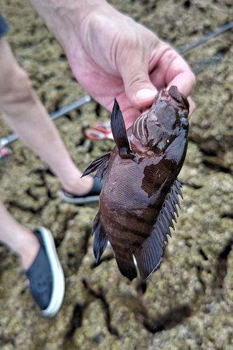 ヤミハタの釣果