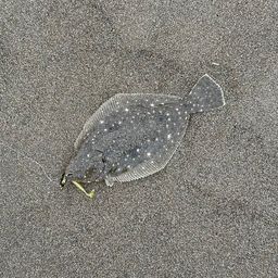 ヒラメ