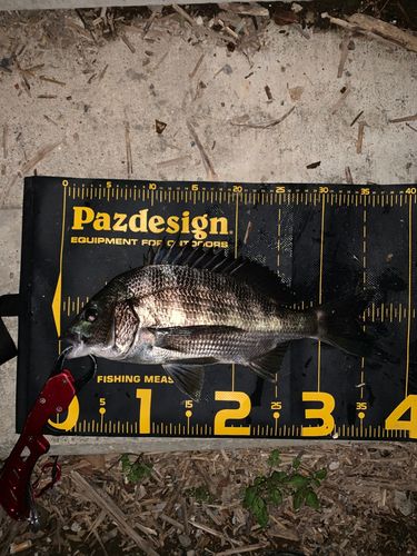 チヌの釣果