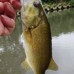 スモールマウスバス