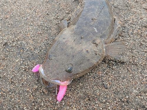 マゴチの釣果