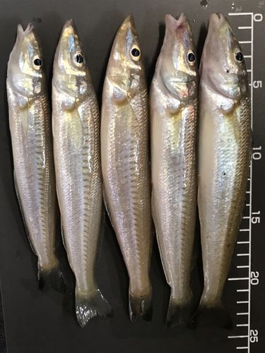 キスの釣果