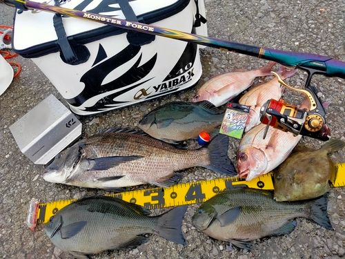 クロダイの釣果