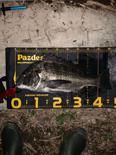 チヌの釣果