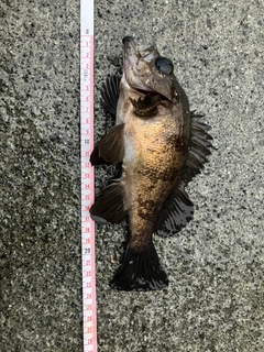 メバルの釣果