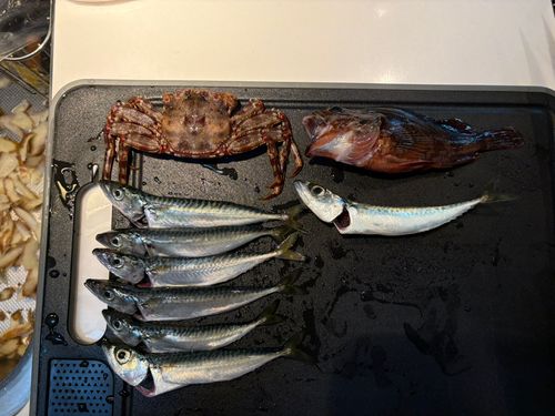 ゴマサバの釣果