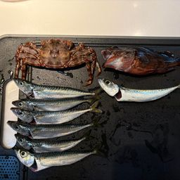 ゴマサバ