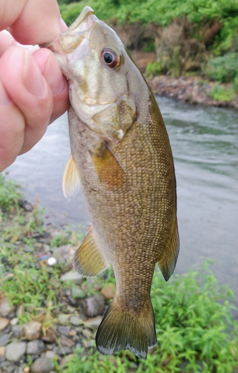 スモールマウスバス