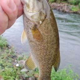 スモールマウスバス