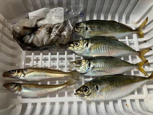 釣果