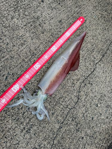 シロイカの釣果