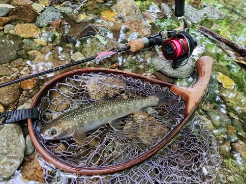 イワナの釣果
