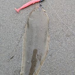 シタビラメ