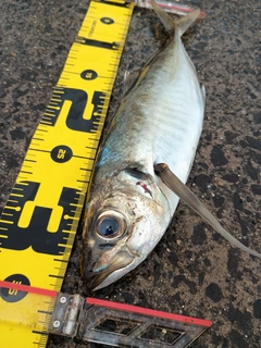 サバの釣果