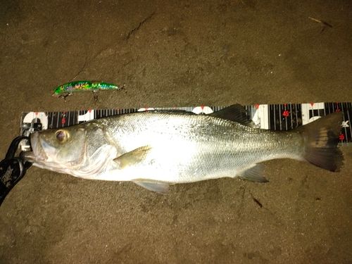 ヒラスズキの釣果