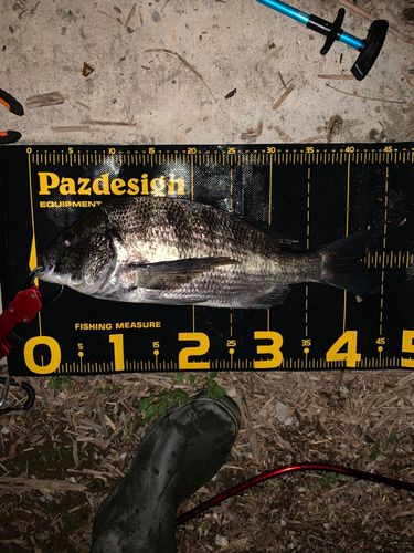 チヌの釣果