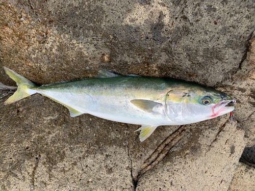 イナダの釣果