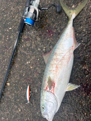 ワラサの釣果