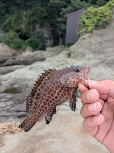 オオモンハタの釣果