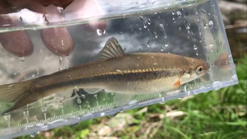 タカハヤの釣果