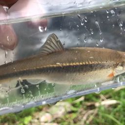 タカハヤ