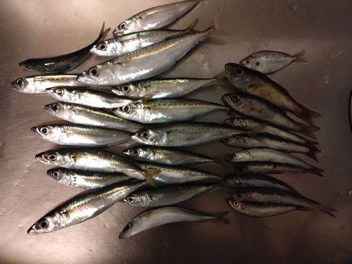 サバの釣果