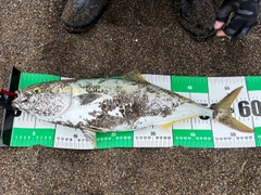 ワラサの釣果