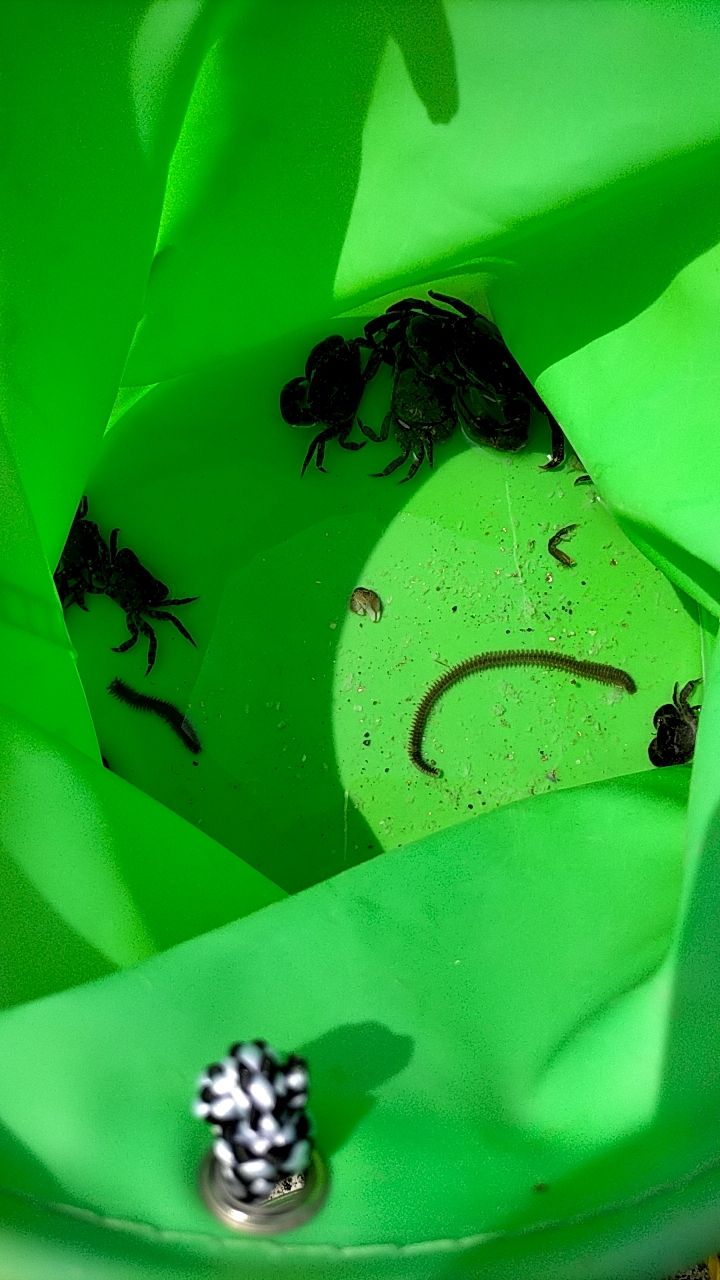 カニ