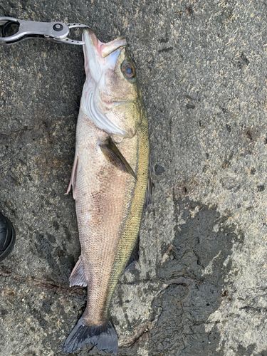 スズキの釣果