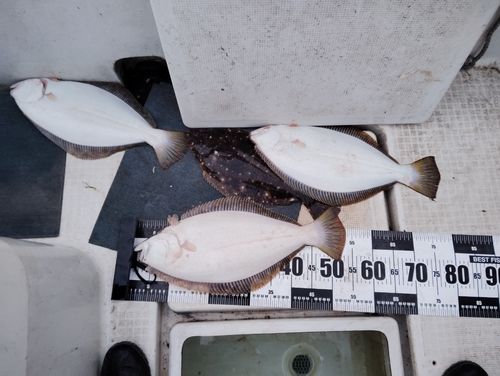 ヒラメの釣果