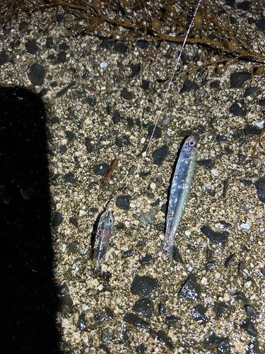 キビナゴの釣果
