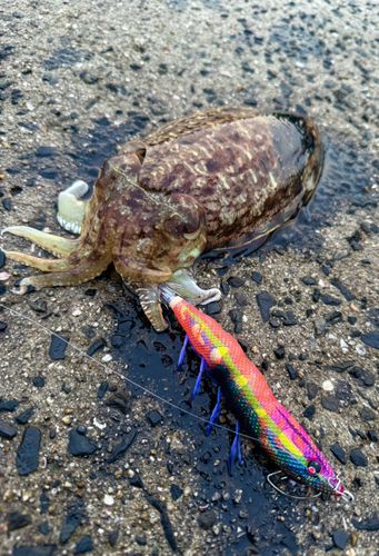 コウイカの釣果