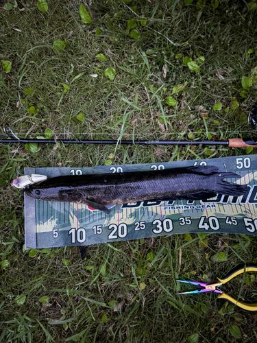 ライギョの釣果