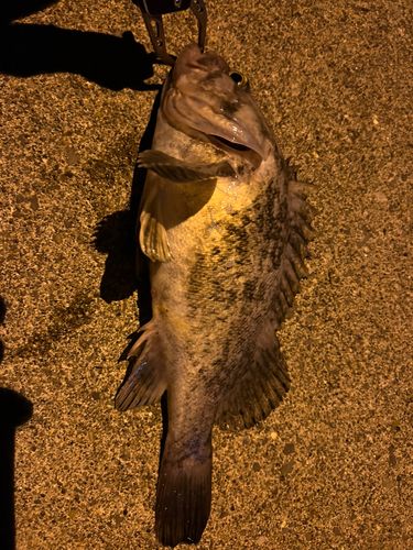 クロソイの釣果