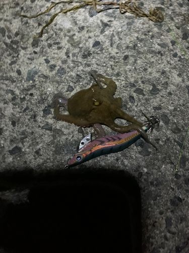 マダコの釣果