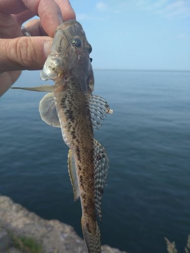 ハゼの釣果