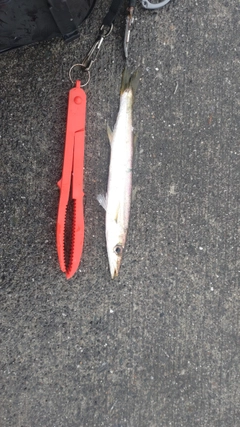カマスの釣果