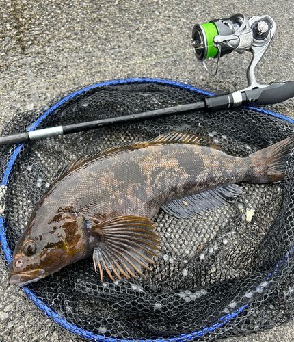 アイナメの釣果