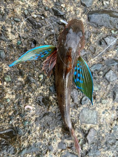 ホウボウの釣果