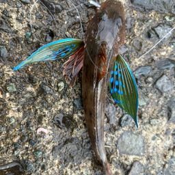 ホウボウ