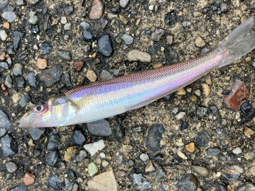 シロギスの釣果