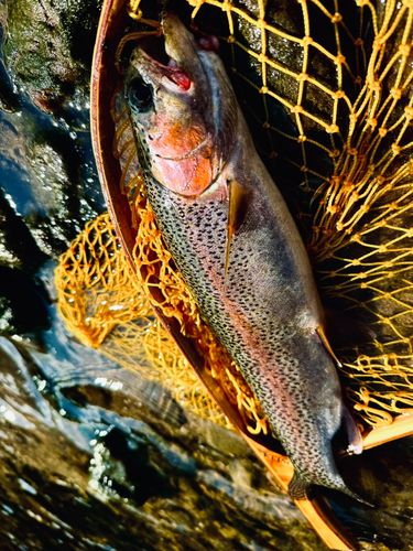 ニジマスの釣果