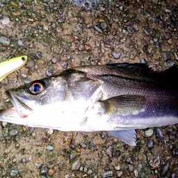 セイゴ（マルスズキ）