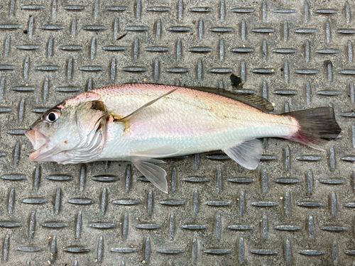 イシモチの釣果