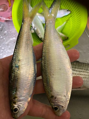 サッパの釣果
