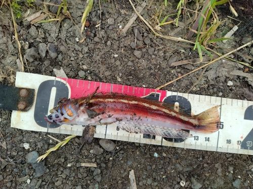 トラギスの釣果