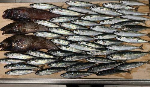サバの釣果