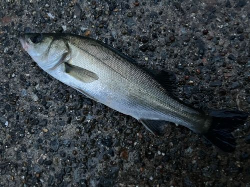 セイゴ（マルスズキ）の釣果