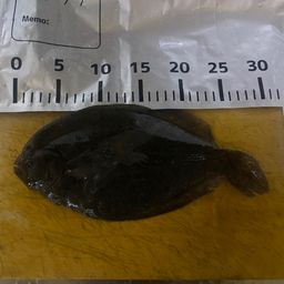 ガンゾウビラメ