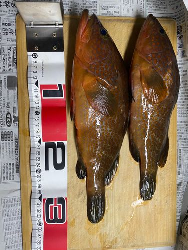 キジハタの釣果
